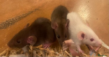 Rat rodents - Advert 3
