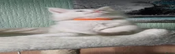 Maine Coon cats for sale: TICA REGISTERED MAINE COON KITTENS - Advert 15