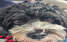 Cavachon dogs for sale: Up for adoption - Image 2
