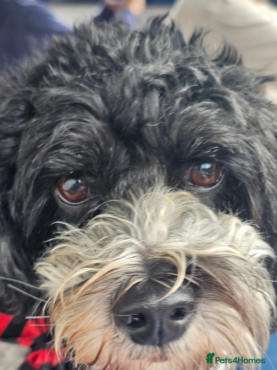 Cavachon dogs for sale: Up for adoption - Image 2