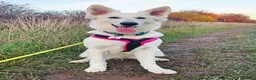 White Swiss Shepherd dogs for sale: Stunning KC reg long-coated White Swiss Shepherd - Advert 8