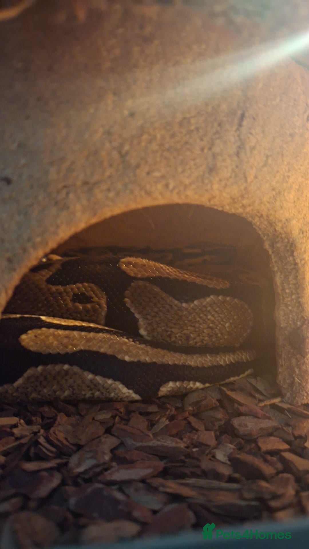 Python Snake reptiles for sale: Royal python  - Advert 1