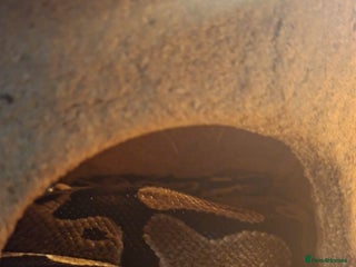 Python Snake reptiles for sale: Royal python - Advert 1
