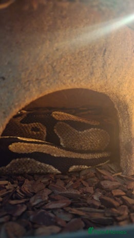 Python Snake reptiles Royal python - Advert 1