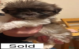 Shih Tzu dogs for sale: Four shih tzu boy puppy’s for sale. - Image 28