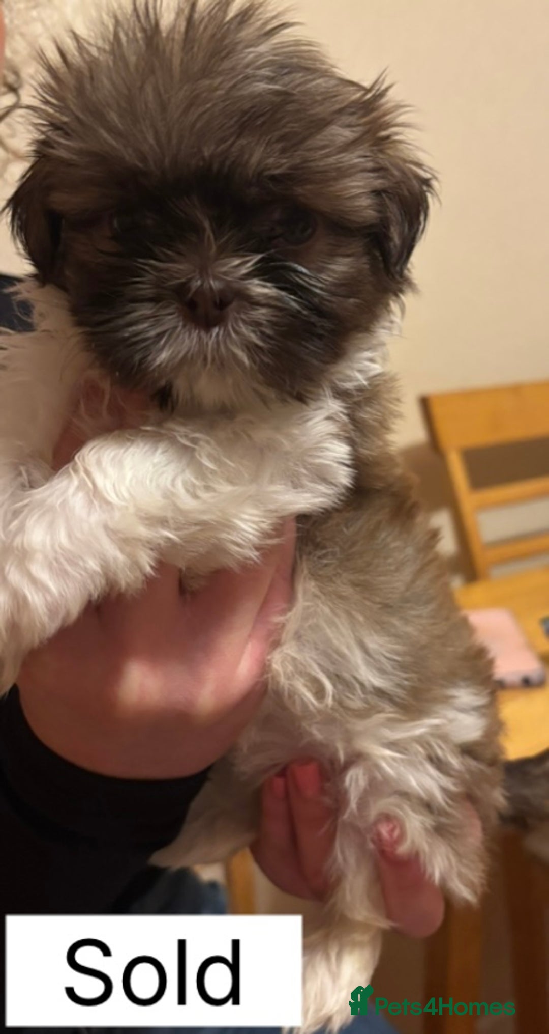 Shih Tzu dogs for sale: Four shih tzu boy puppy’s for sale. - Image 28