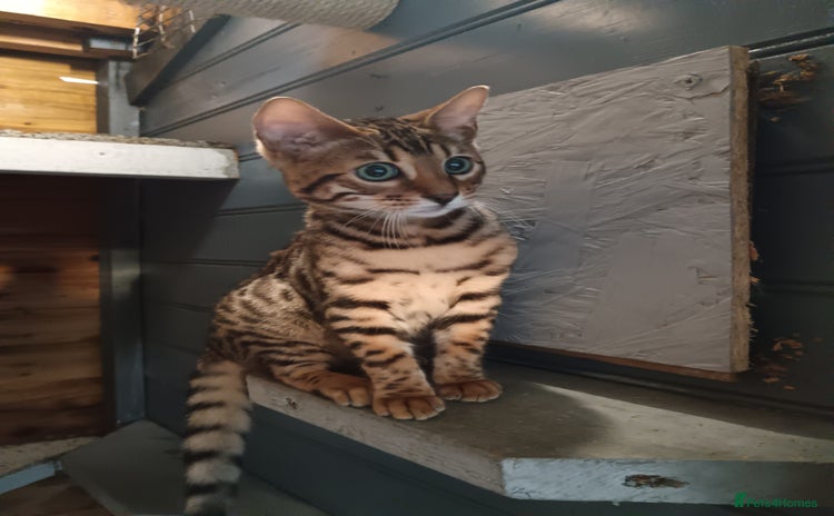 Bengal cats - Advert 1