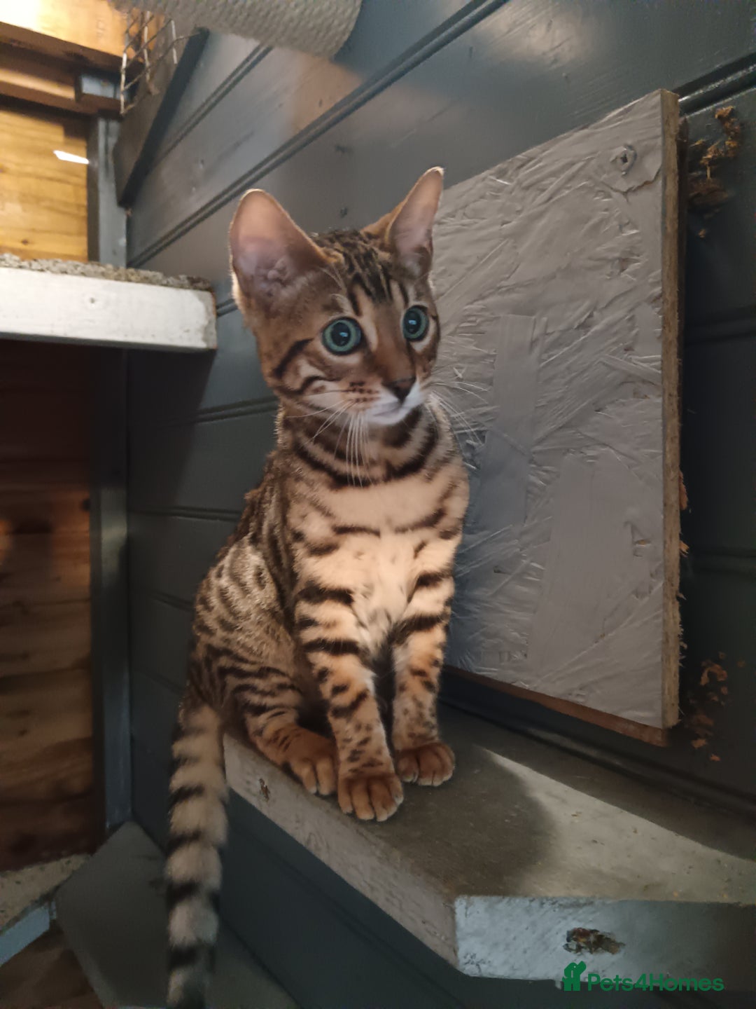 Bengal cats for sale: G5 pure Bengal kitten - Image 1