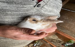 Mini Lop rabbits for sale: 2 beautiful baby girl bunnies  - Image 2