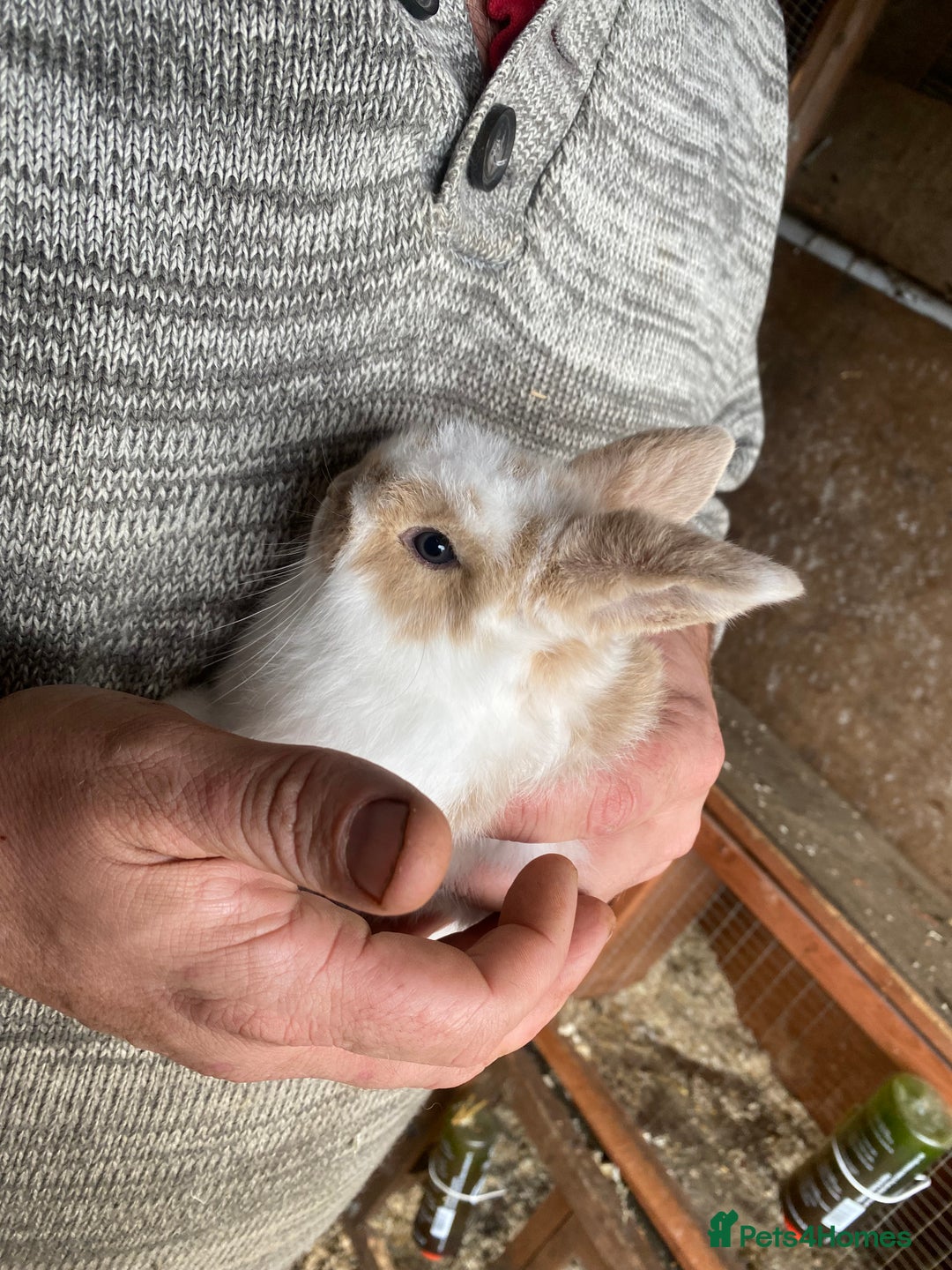 Mini Lop rabbits for sale: 2 beautiful baby girl bunnies  - Image 2
