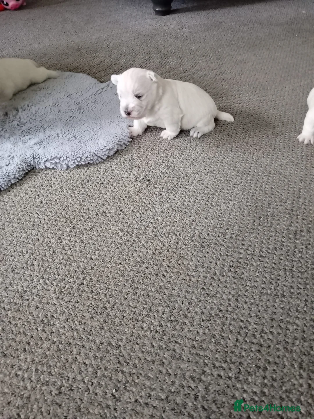 West Highland Terrier dogs for sale: West highland white terrier puppies  in Chichester - Advert 5