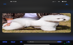 Bichon Frise dogs for sale: KC Bichon frise puppies - Image 6
