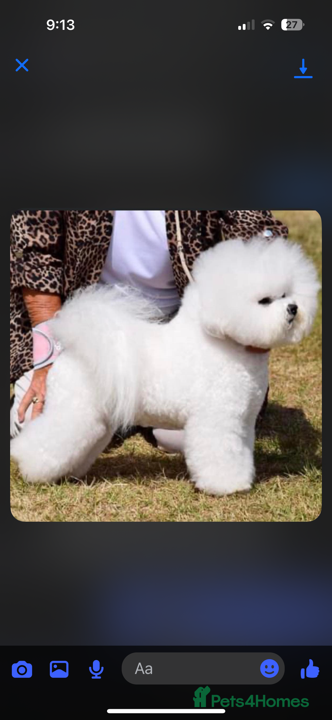 Bichon Frise dogs for sale: KC Bichon frise puppies - Image 6