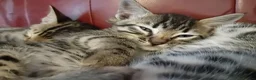 Bengal cats for sale: 4x Girls & 4x Boys – Stunning Bengal cross Kittens - Advert 23