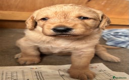 Labradoodle dogs for sale: F1 Labradoodles  - Image 26