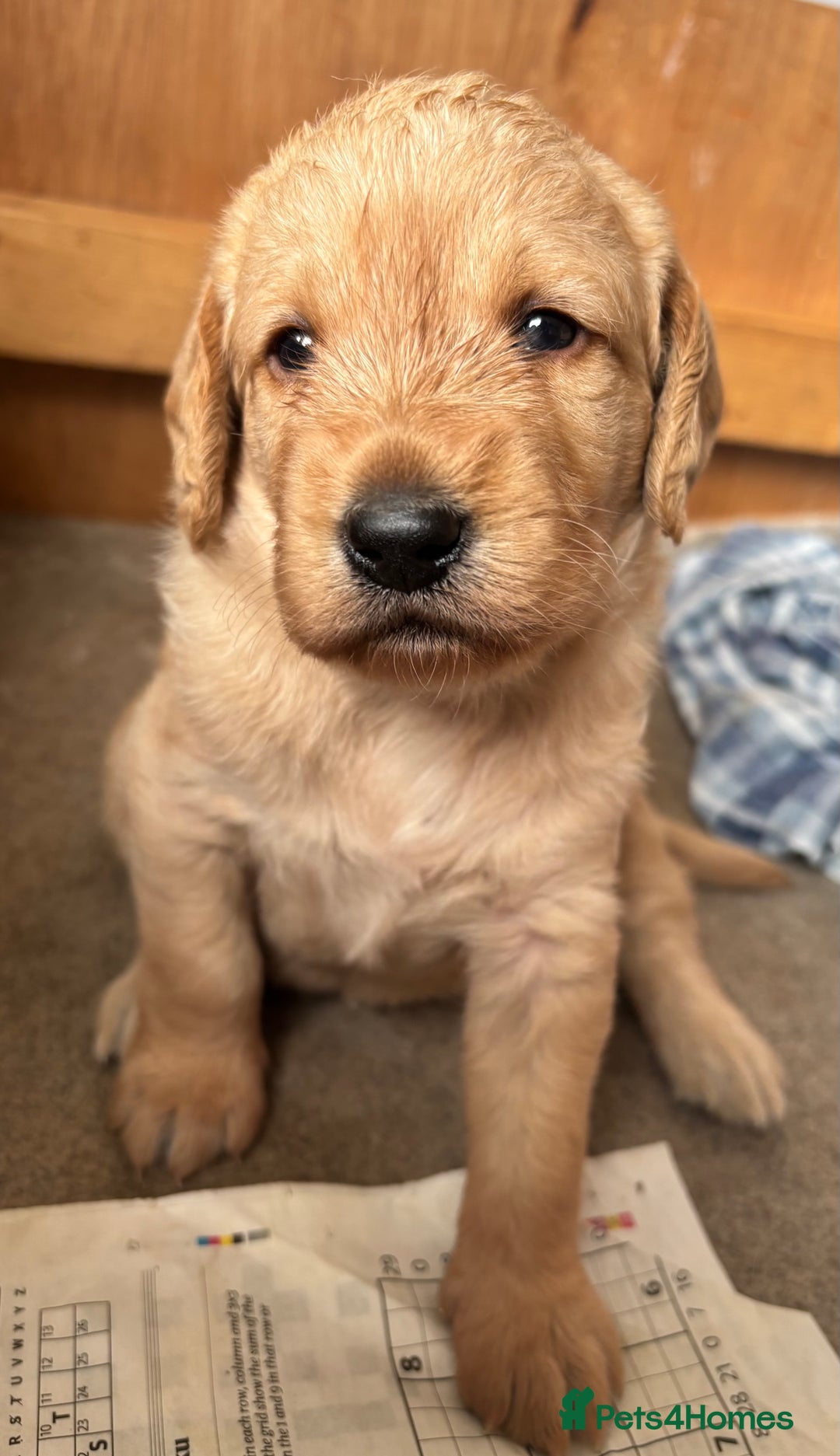 Labradoodle dogs for sale: F1 Labradoodles  - Image 26