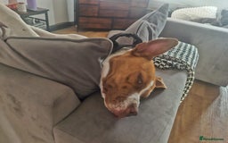 Mixed Breed dogs for sale: MALE FOR REHOMING - Image 7