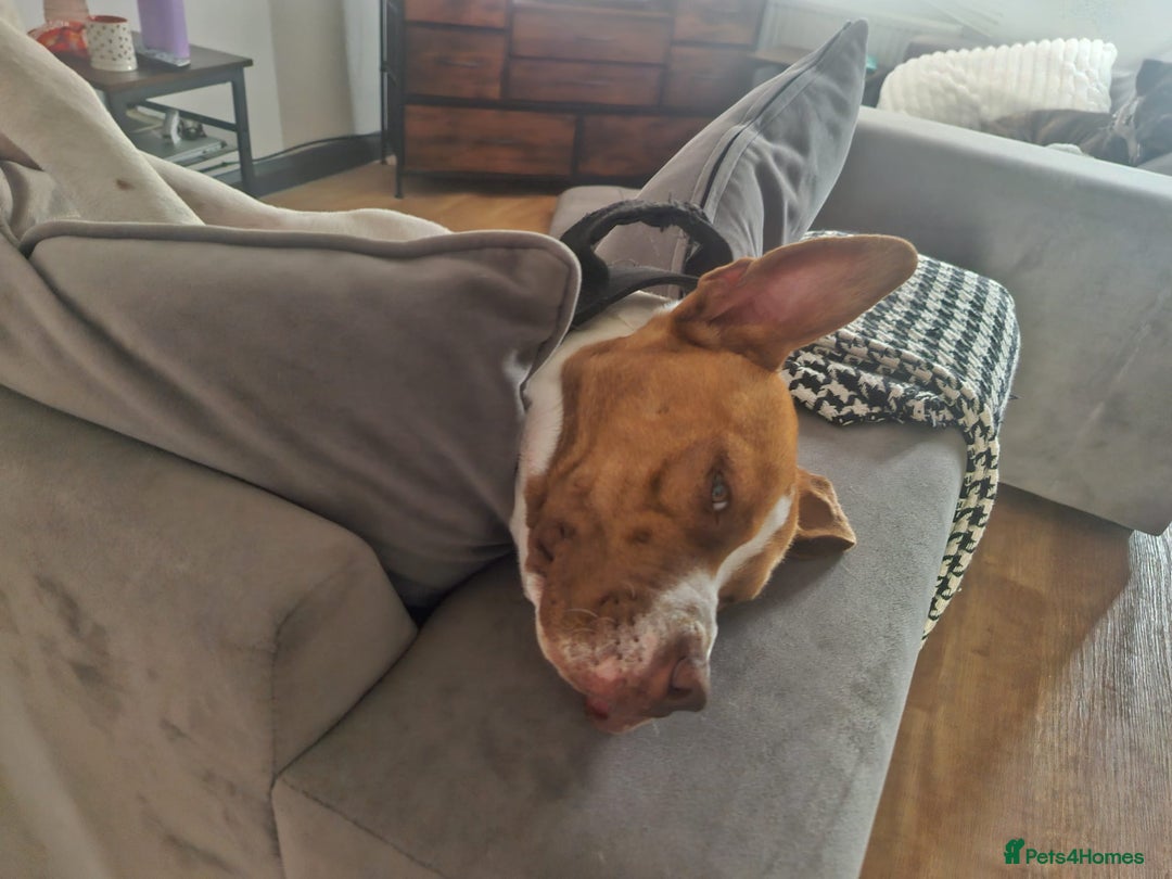 Mixed Breed dogs for sale: MALE FOR REHOMING - Image 7