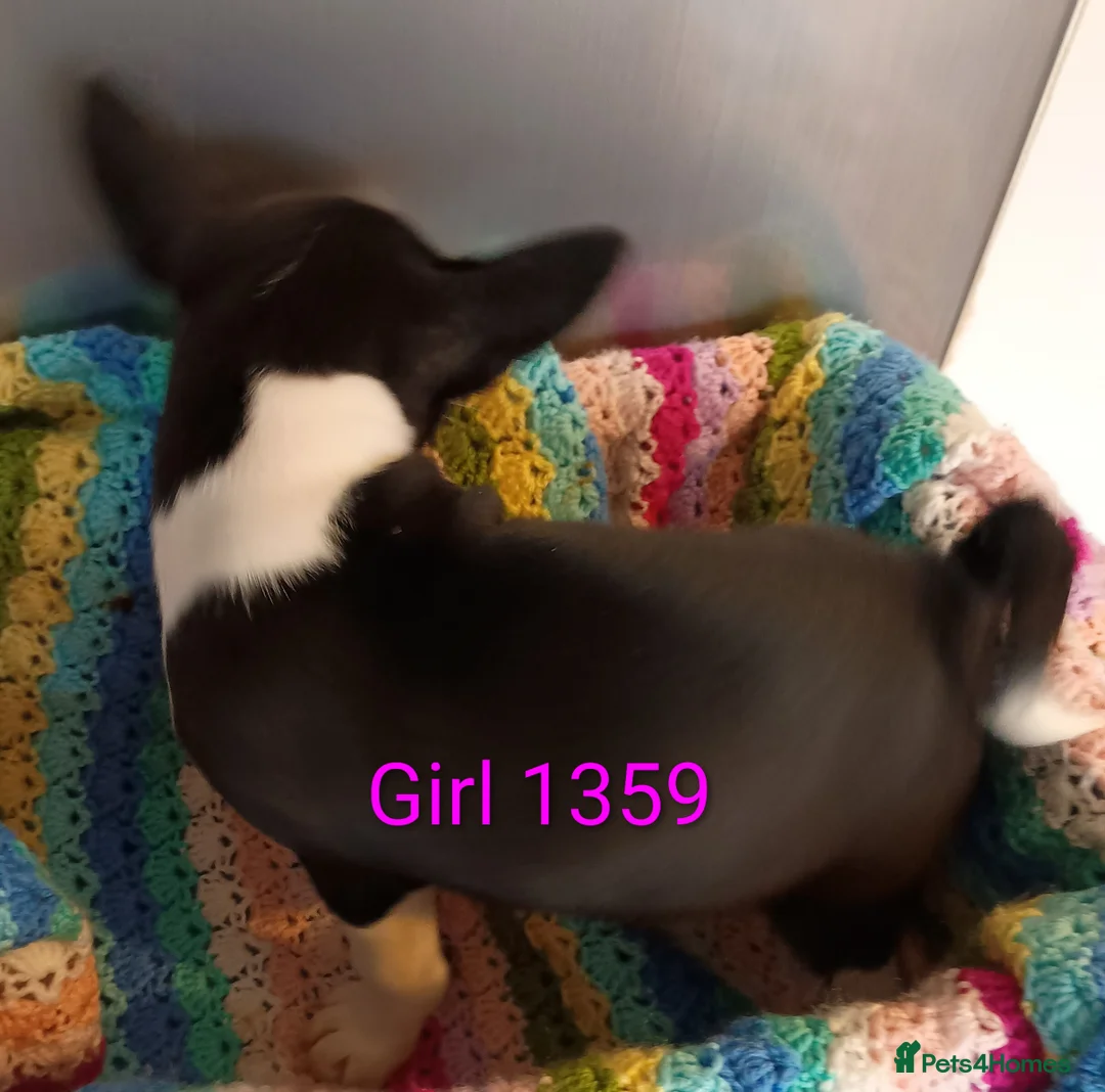 Basenji dogs for sale: Top quality lines pedigree Basenji pups.Ready now. - Advert 21