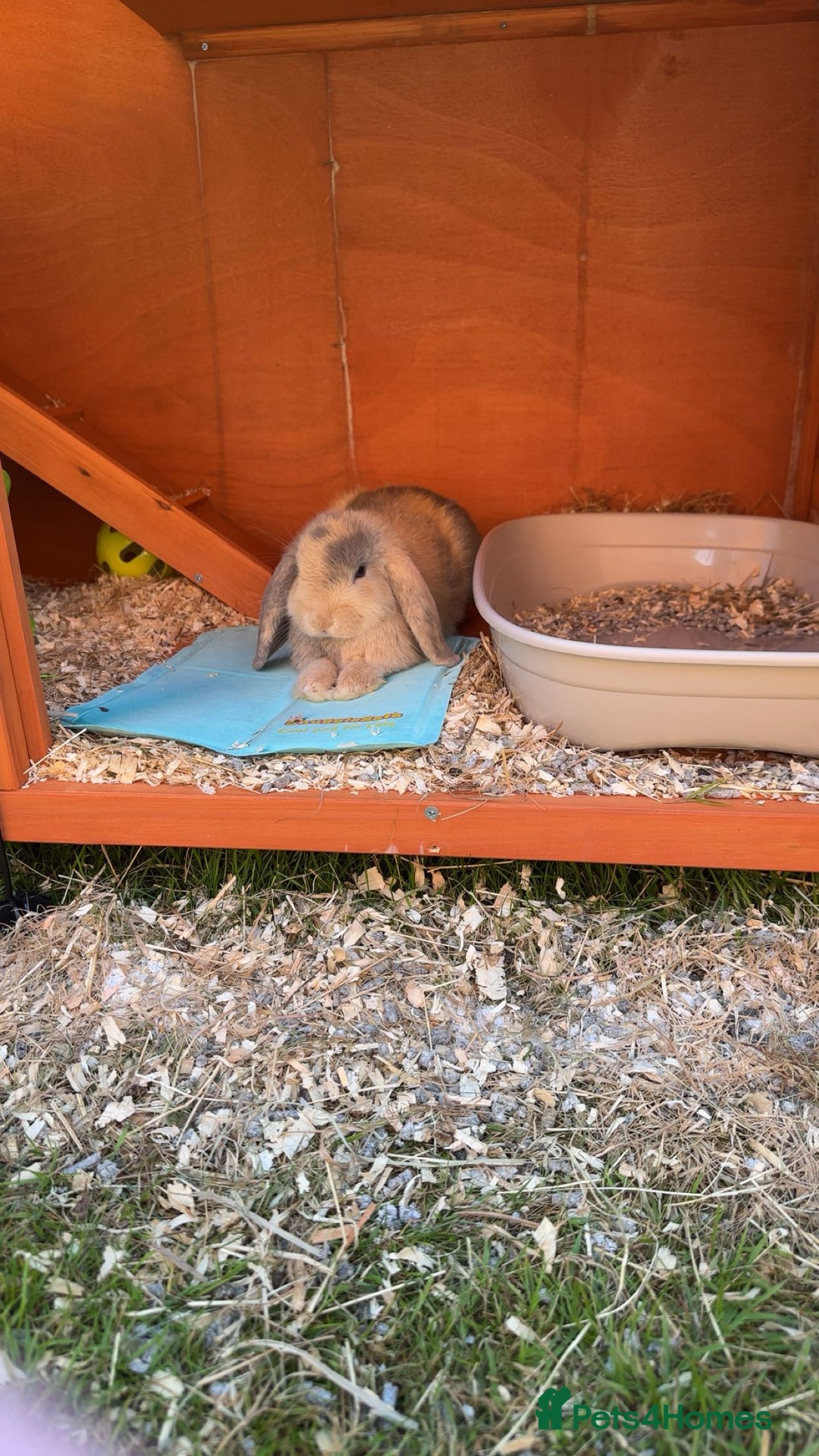 English Lop rabbits for sale: Matilda the lop-ear bunny  - Image 8