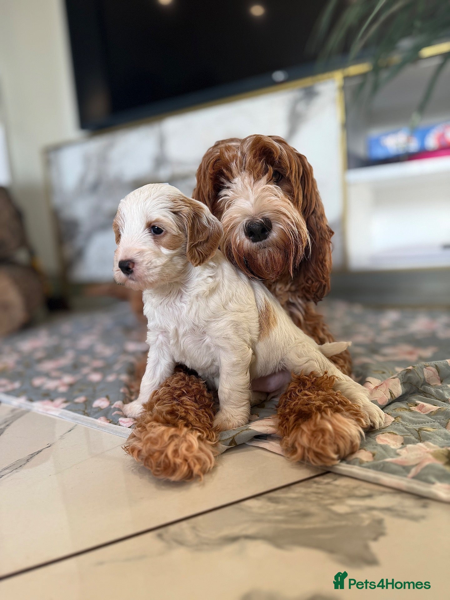 Australian Labradoodle dogs Exceptional Australian Labradoodles One Available - Advert 1
