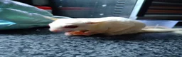 Sugar Glider rodents for sale: Stunning sugar gliders  - Advert 9