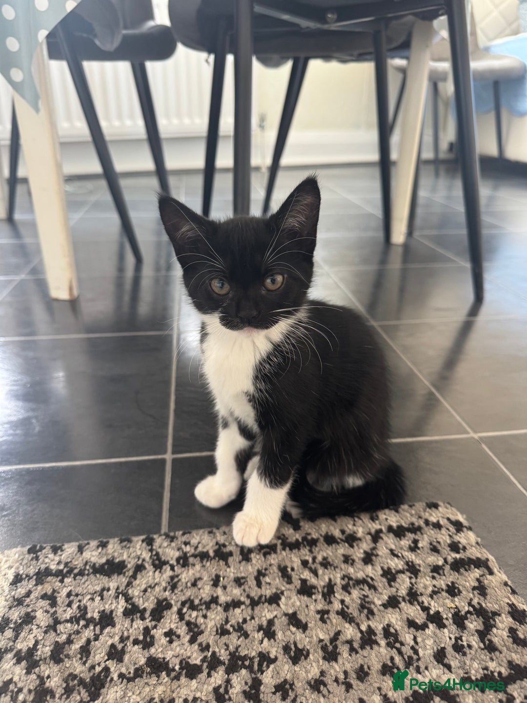 British Longhair cats for sale: Kittens for sale  - Image 2