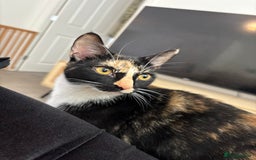 Mixed Breed cats for sale: 2 indoor female cats  - Image 3