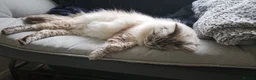 Ragdoll cats for sale: Stunning pure breed Ragdoll kittens  - Advert 15