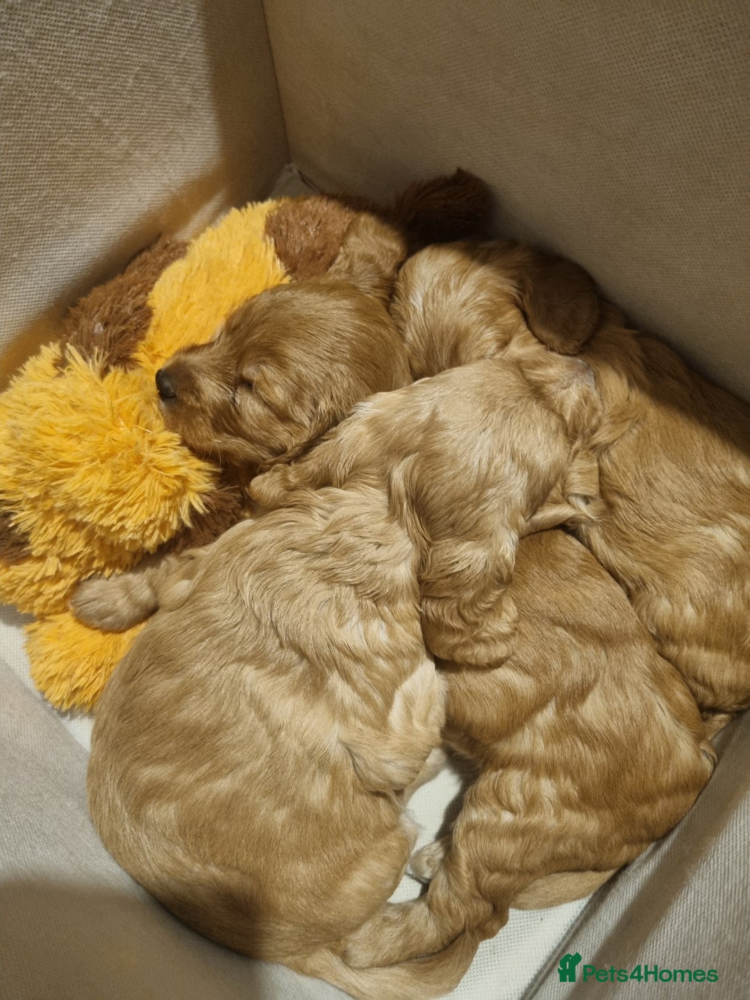 Cockapoo dogs for sale: Sweet and beautiful golden/red boy cockerpoo  - Image 7