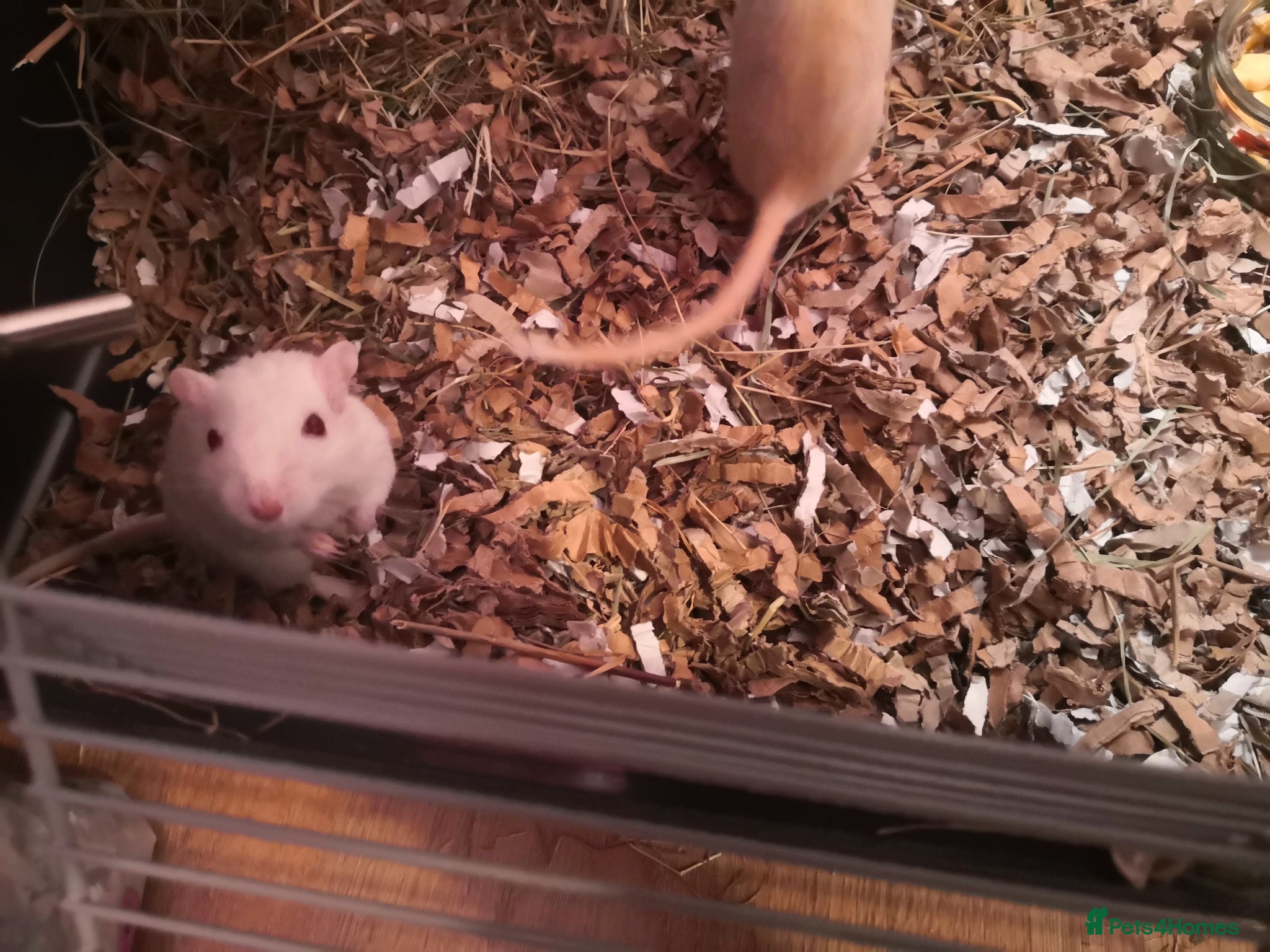 Rat rodents Rats for sale - Advert 2