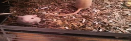 Rat rodents for sale: Rats for sale - Advert 1