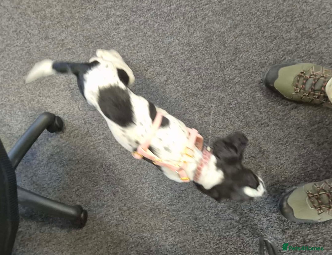 Mixed Breed dogs for sale: 7 month old cocker spaniel  - Advert 6