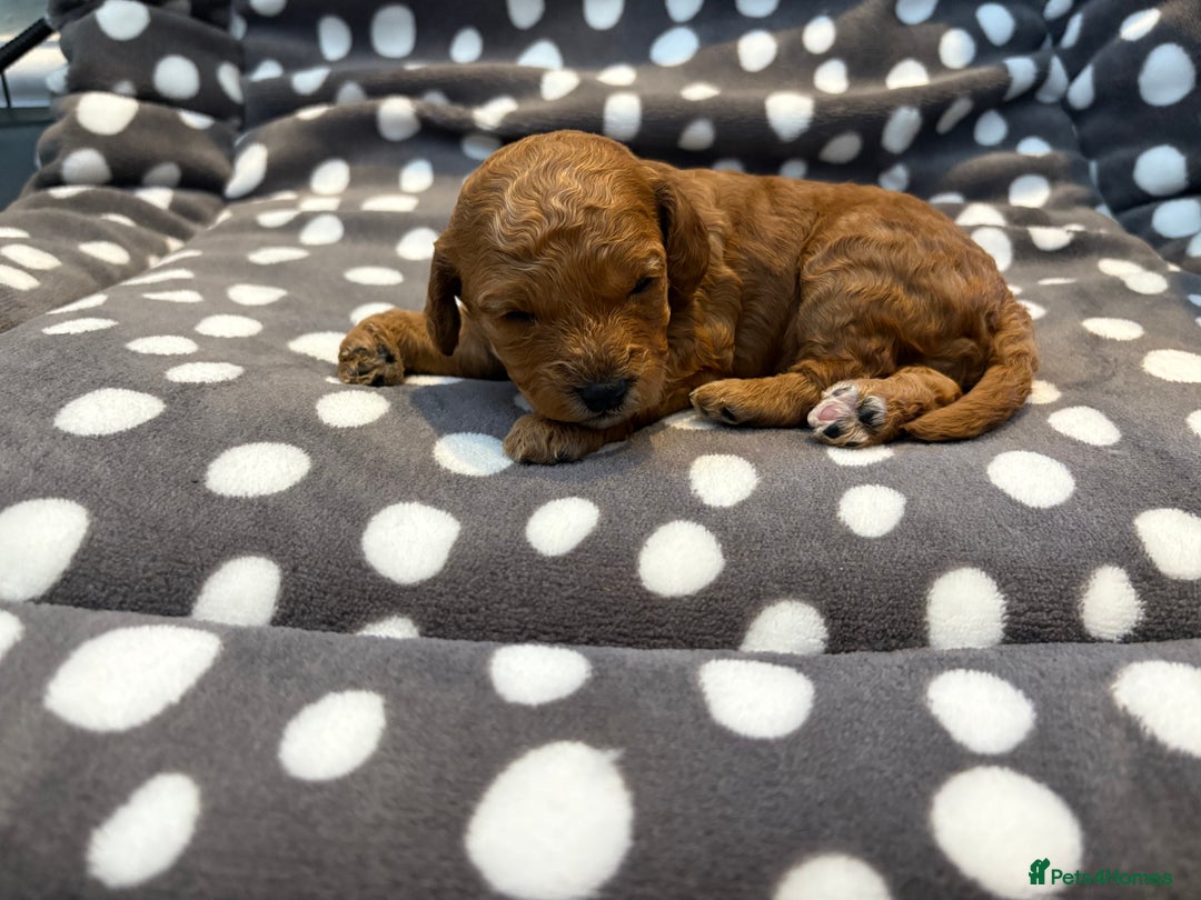 Cavapoo dogs for sale: Adorable Toy Cavapoo puppies ready on 3rd November - Image 16
