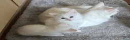 Turkish Angora cats for sale: Turkish angora kittens  - Advert 1