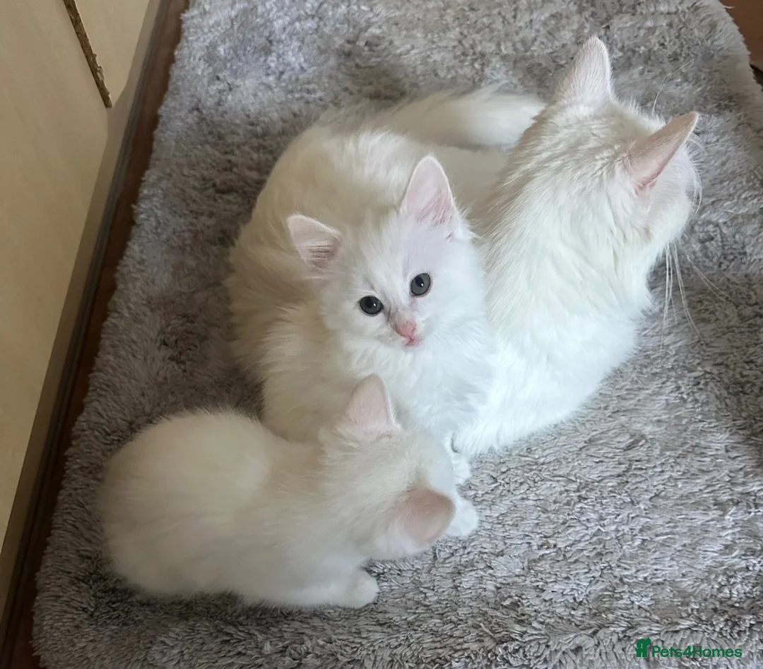 Turkish Angora cats for sale: Turkish angora kittens  - Advert 1