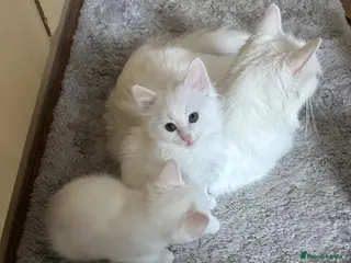 Turkish Angora cats Turkish angora kittens - Advert 1