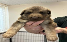 German Shepherd dogs for sale: 8 Beautiful German Shepherd kc reg pups - Image 8