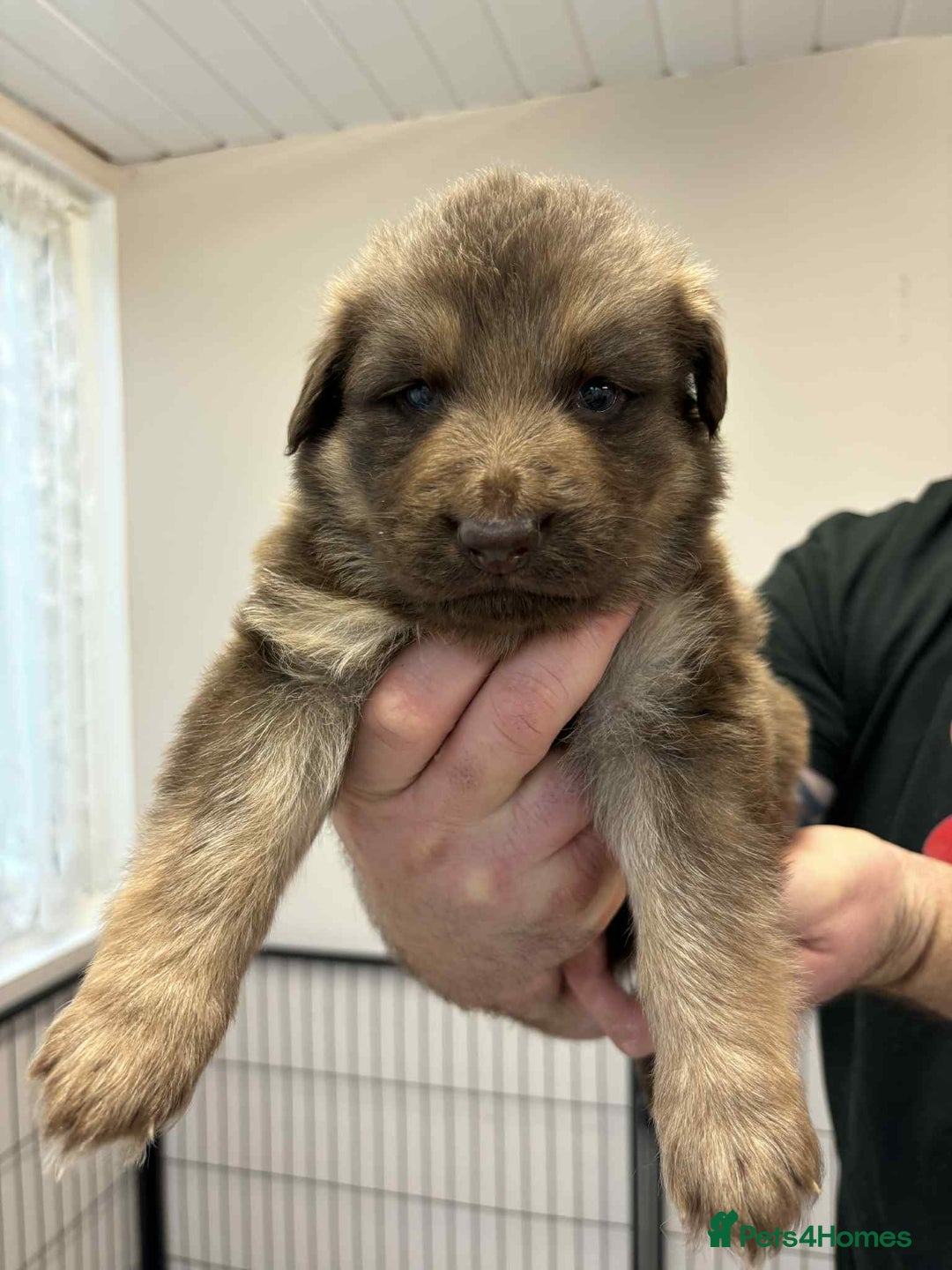 German Shepherd dogs for sale: 8 Beautiful German Shepherd kc reg pups - Image 8