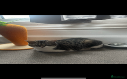 Mixed Breed cats for sale: 2 male ginger and white tabby female for adoption - Image 3