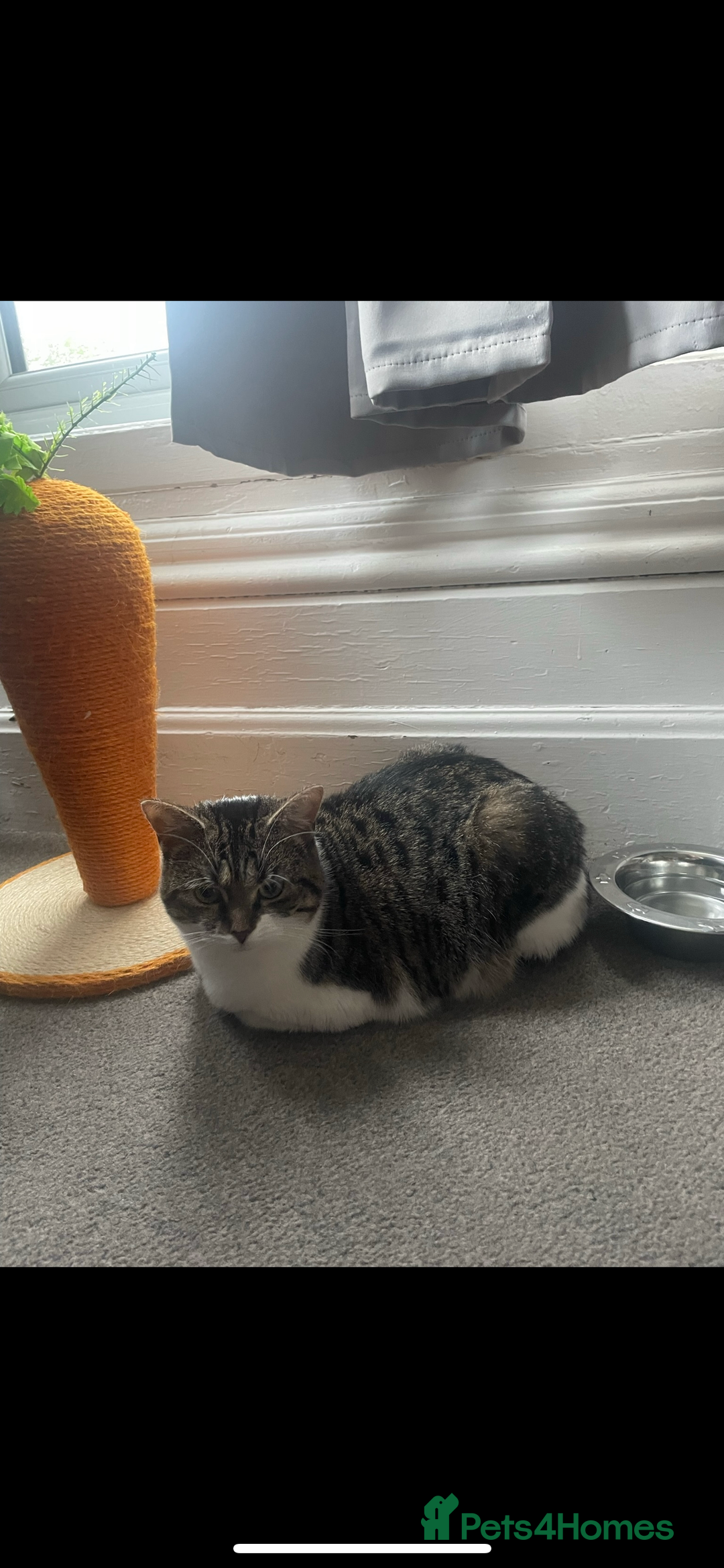 Mixed Breed cats for sale: 2 male ginger and white tabby female for adoption - Image 3