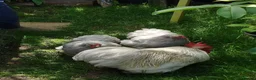 Chickens poultry for sale: Pekin Bantam Hatching Eggs For Sale Mixed Colours - Advert 1