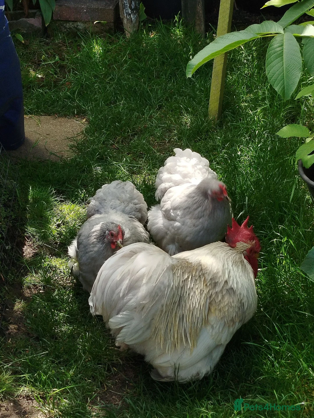 Chickens poultry for sale: Pekin Bantam Hatching Eggs For Sale Mixed Colours - Advert 1