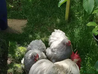 Chickens poultry for sale: Pekin Bantam Hatching Eggs For Sale Mixed Colours - Advert 1