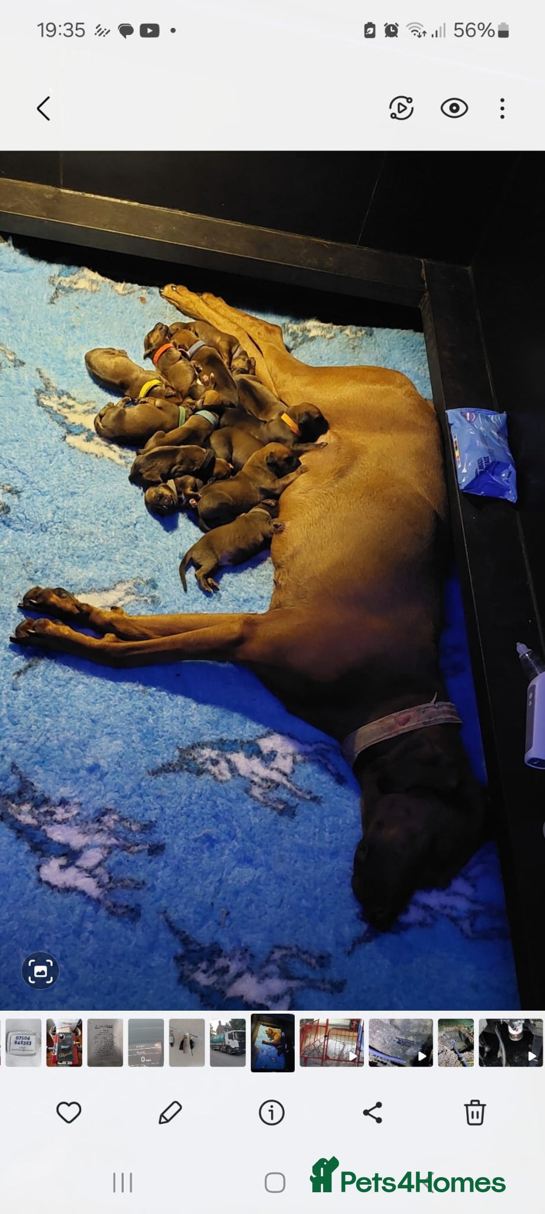 Rhodesian Ridgeback dogs for sale: VIEWINGS WELCOME NOW KC Registered Ridgeback Pups  - Image 25