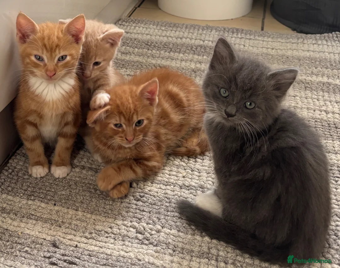 Mixed Breed cats for sale: Kittens for Sale  - Advert 6