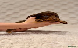 Miniature Dachshund dogs for sale: Long haired chocolate tan dachshunds  - Image 5