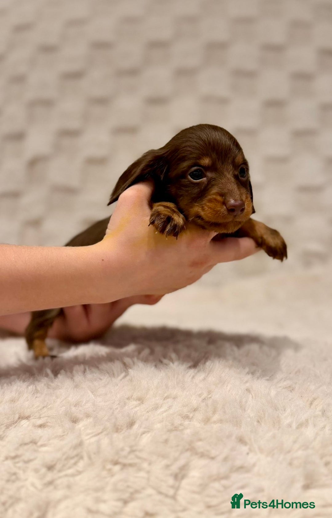 Miniature Dachshund dogs for sale: Long haired chocolate tan dachshunds  - Image 5