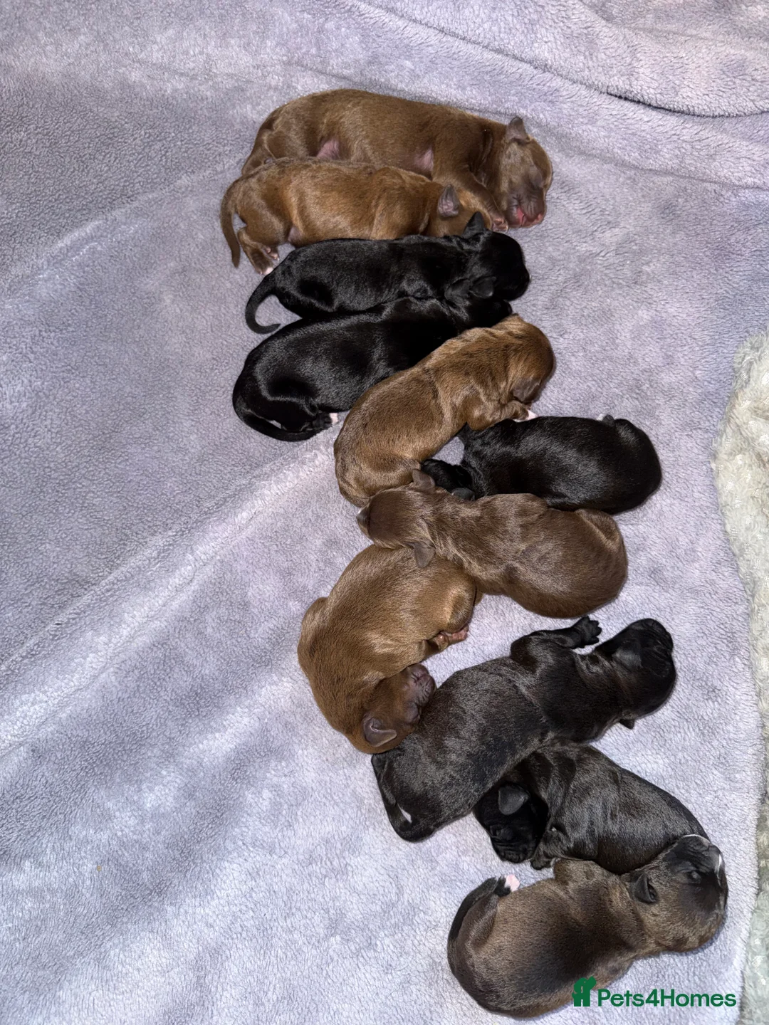 Mixed Breed dogs for sale: Patterdale x Lurcher puppies  - Advert 6