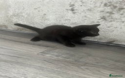 Mixed Breed cats for sale: British short hair female kittens  - Image 3